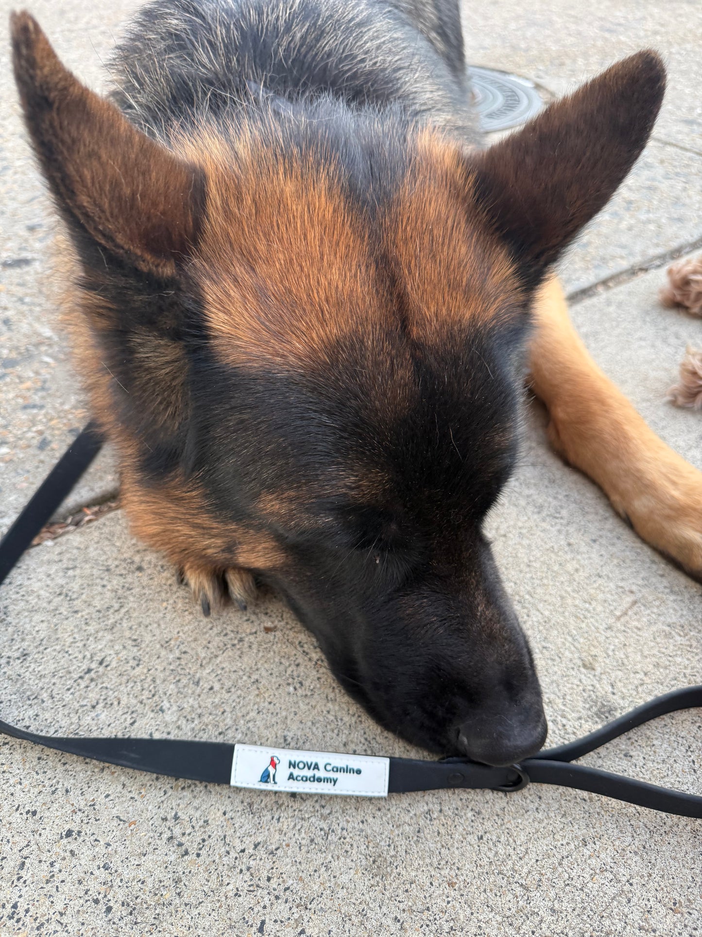 NCA Biothane Leash