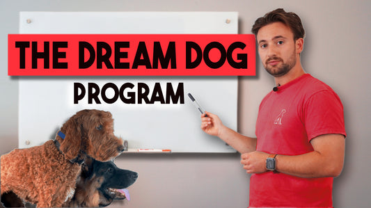 The Dream Dog (DIY Version)