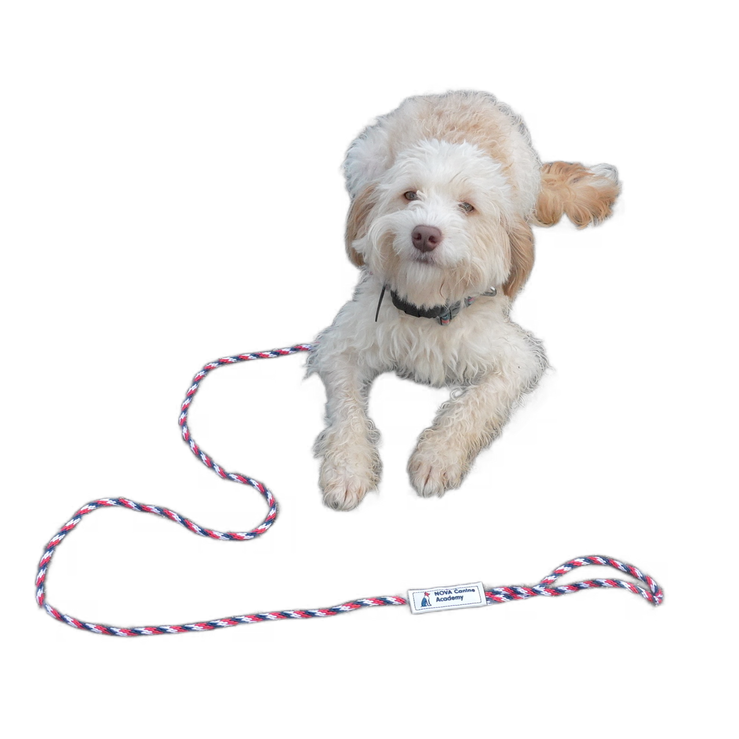 LIMITED EDITION: NCA Slip Leads