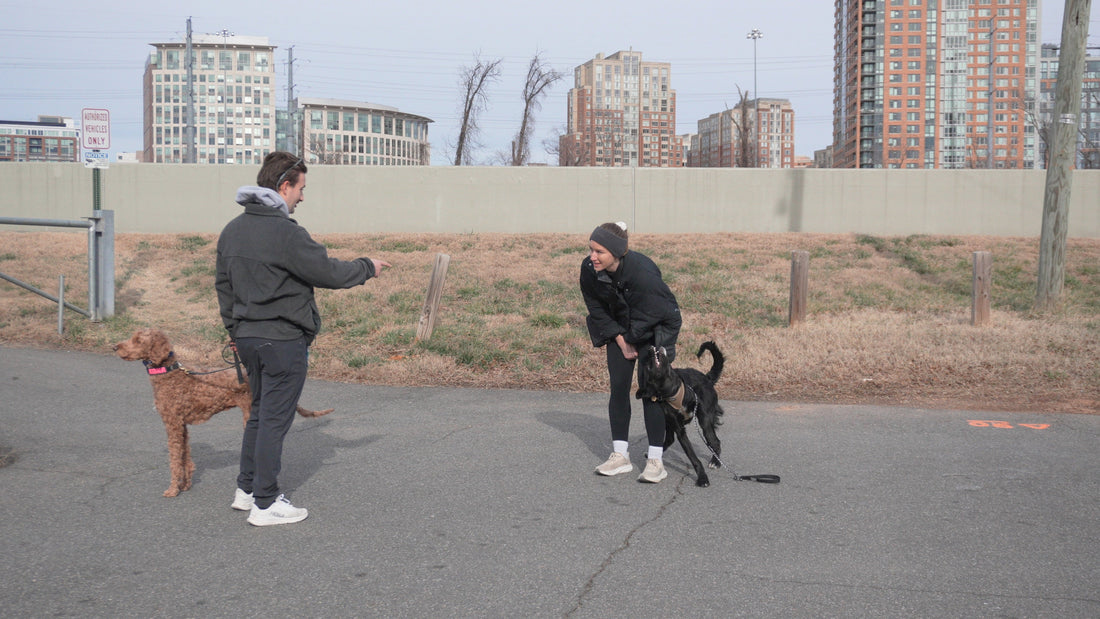 Reactive dog in northern virginia