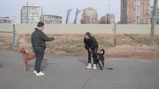 Reactive dog in northern virginia