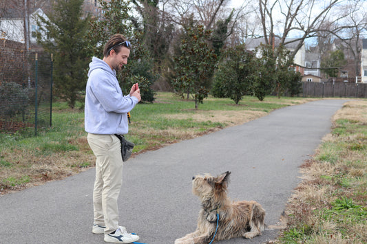 Dog in training in northern virginia