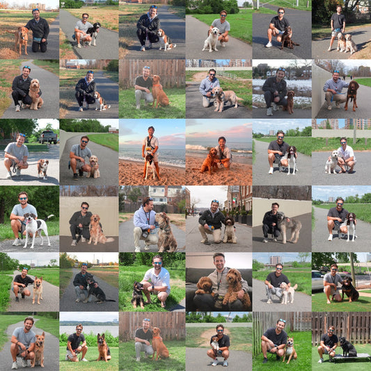 dog training in northern virginia