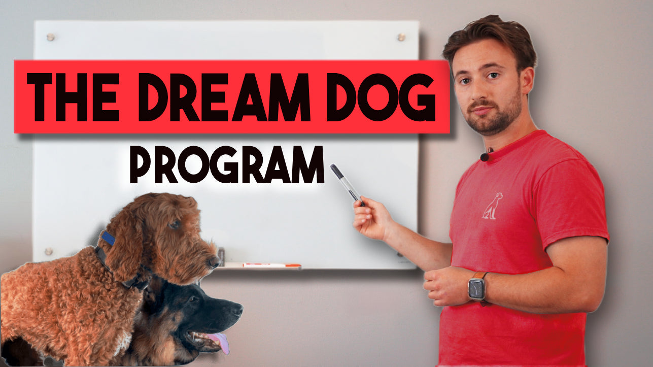 Dog Training In Alexandria VA and Online