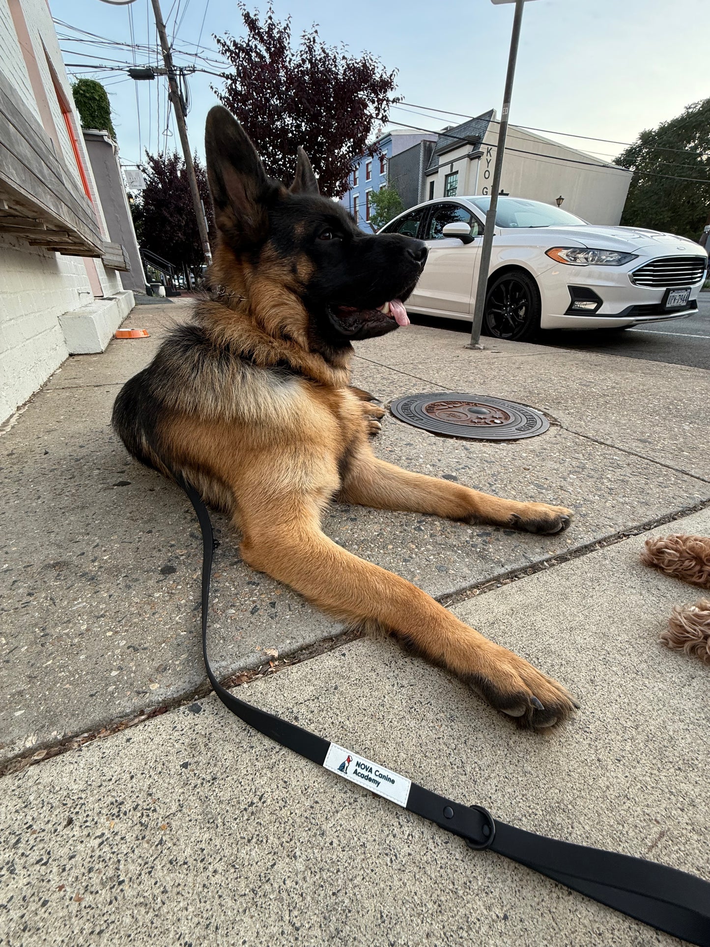 NCA Biothane Leash