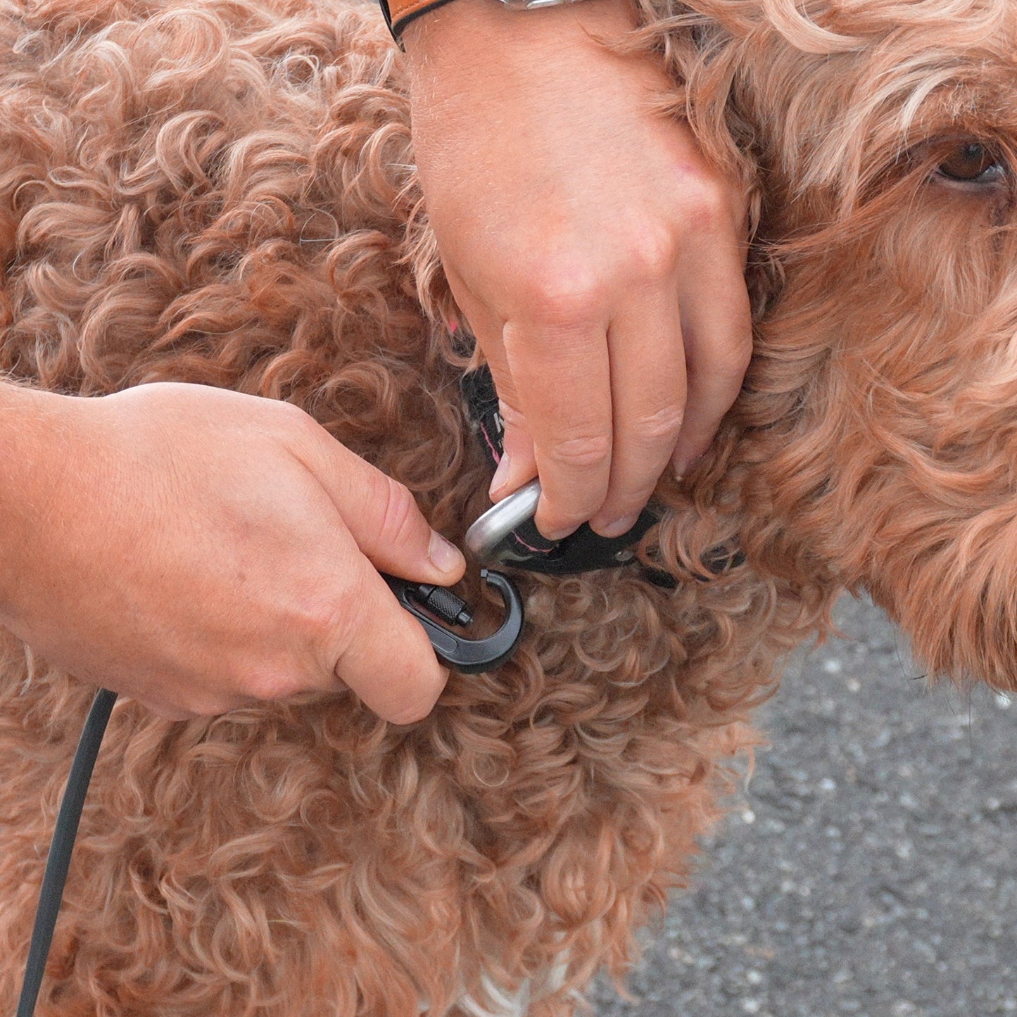 NCA Biothane Leash