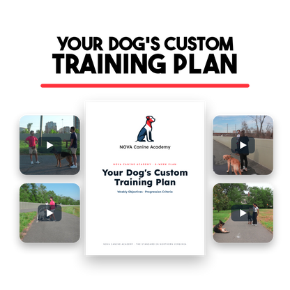 The Handbook Bundle (Board & Train + Reactivity) - Discounted For Video