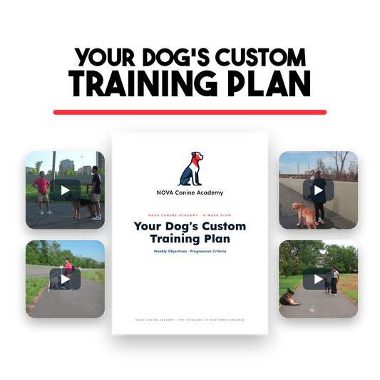 Your Dog’s Custom Training Plan