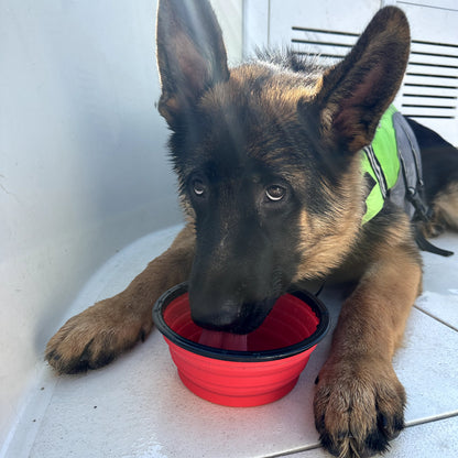 NCA Collapsible Dog Bowl