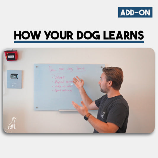 Add On: How Your Dog Learns