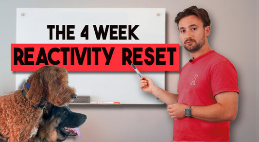 The 4 Week Reactivity Reset