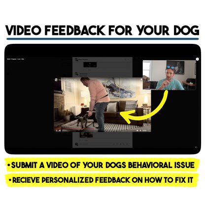 The 4 Week Reactivity Reset