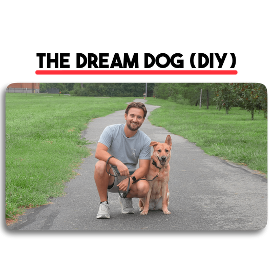 The Dream Dog (DIY Version)