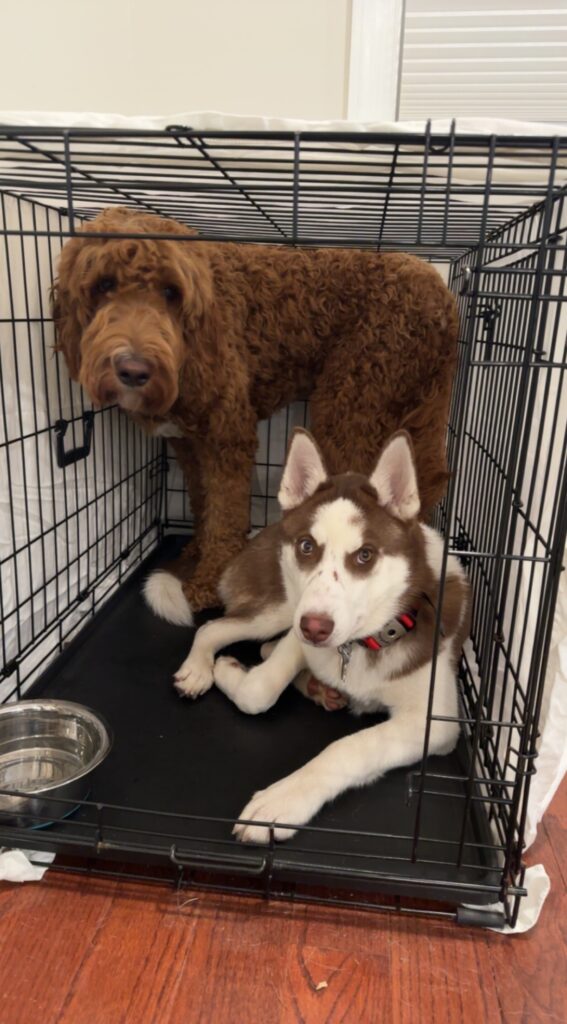 A irish doodle and a husky mix crate trained in Northern virginia